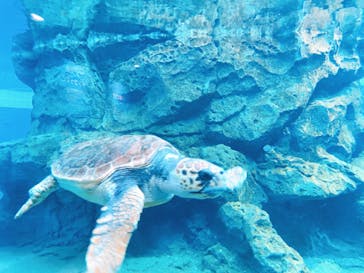 名古屋港水族館に投稿された画像（2023/2/17）