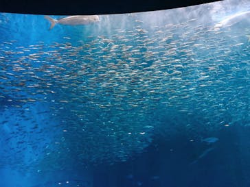 名古屋港水族館に投稿された画像（2023/2/17）