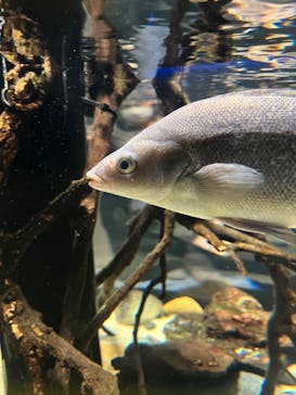 カワスイ 川崎⽔族館に投稿された画像（2023/2/17）