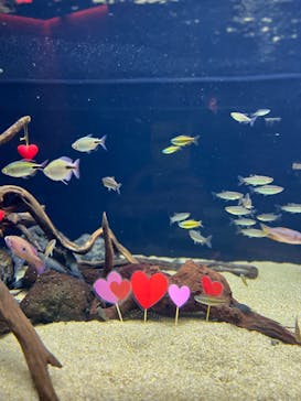 カワスイ 川崎⽔族館に投稿された画像（2023/2/17）