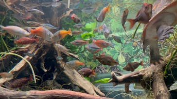 カワスイ 川崎⽔族館に投稿された画像（2023/2/17）