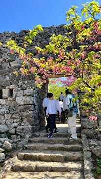 今帰仁城跡に投稿された画像（2023/2/17）