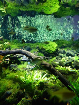 カワスイ 川崎⽔族館に投稿された画像（2023/2/17）