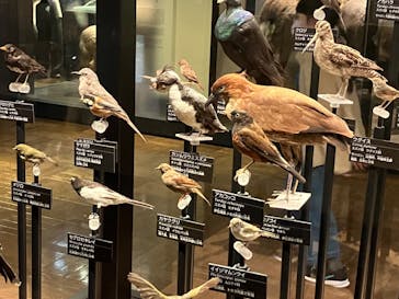 国立科学博物館に投稿された画像（2023/2/17）