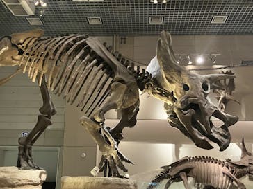 国立科学博物館に投稿された画像（2023/2/17）