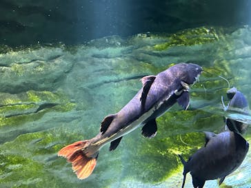 カワスイ 川崎⽔族館に投稿された画像（2023/2/17）