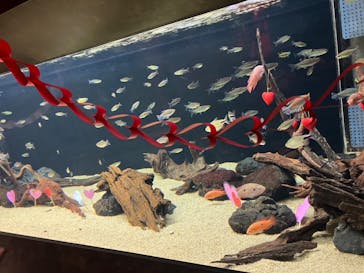 カワスイ 川崎⽔族館に投稿された画像（2023/2/17）