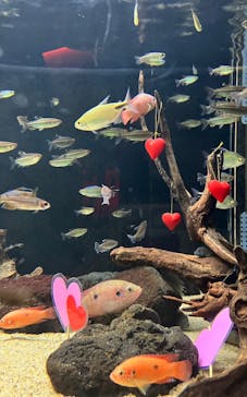 カワスイ 川崎⽔族館に投稿された画像（2023/2/17）