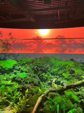 カワスイ 川崎⽔族館に投稿された画像（2023/2/17）