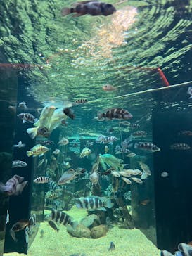 カワスイ 川崎⽔族館に投稿された画像（2023/2/17）