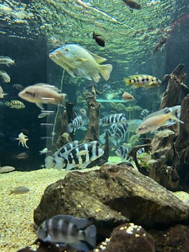 カワスイ 川崎⽔族館に投稿された画像（2023/2/17）