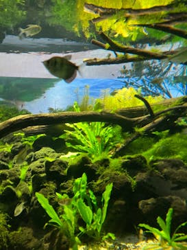 カワスイ 川崎⽔族館に投稿された画像（2023/2/17）