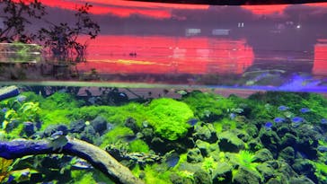 カワスイ 川崎⽔族館に投稿された画像（2023/2/17）