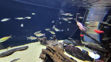 カワスイ 川崎⽔族館に投稿された画像（2023/2/17）