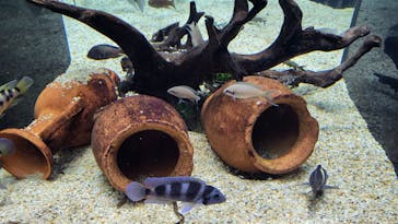 カワスイ 川崎⽔族館に投稿された画像（2023/2/17）