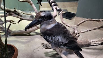 カワスイ 川崎⽔族館に投稿された画像（2023/2/17）