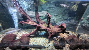 カワスイ 川崎⽔族館に投稿された画像（2023/2/17）