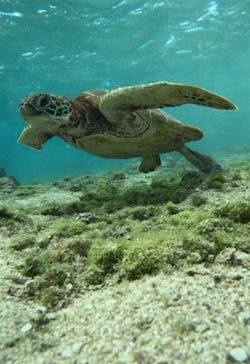 宮古島 ADVENTURE PiPi（ミヤコジマ アドベンチャー ピピ）に投稿された画像（2023/2/17）