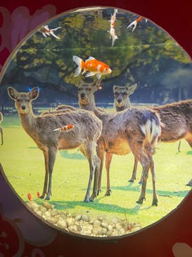 NARA KINGYO MUSEUMに投稿された画像（2023/2/17）