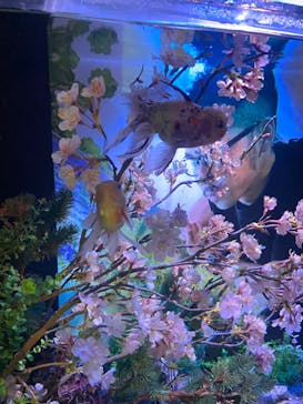 NARA KINGYO MUSEUMに投稿された画像（2023/2/17）