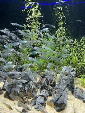 カワスイ 川崎⽔族館に投稿された画像（2023/2/17）