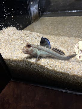 カワスイ 川崎⽔族館に投稿された画像（2023/2/17）