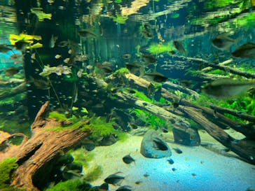 カワスイ 川崎⽔族館に投稿された画像（2023/2/17）