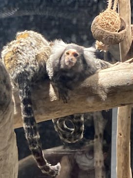 カワスイ 川崎⽔族館に投稿された画像（2023/2/17）