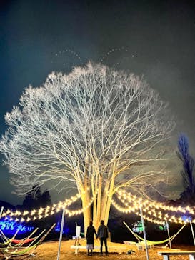KYOTO ILLUMINATION SYNESTHESIA HILLS るり渓温泉に投稿された画像（2023/2/17）