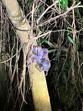 宮古島 ADVENTURE PiPi（ミヤコジマ アドベンチャー ピピ）に投稿された画像（2023/2/17）