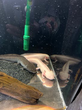 しながわ水族館に投稿された画像（2023/2/17）