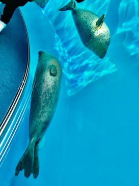 しながわ水族館に投稿された画像（2023/2/17）