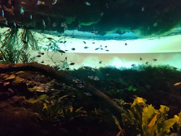 カワスイ 川崎⽔族館に投稿された画像（2023/2/17）