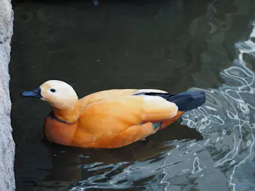 神戸どうぶつ王国に投稿された画像（2023/2/17）