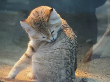 神戸どうぶつ王国に投稿された画像（2023/2/17）