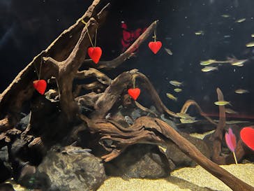 カワスイ 川崎⽔族館に投稿された画像（2023/2/17）