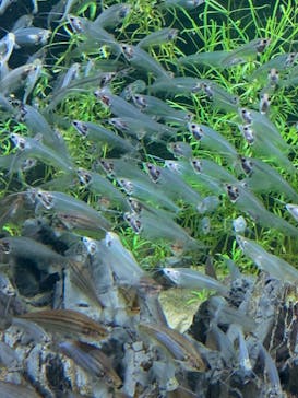 カワスイ 川崎⽔族館に投稿された画像（2023/2/17）