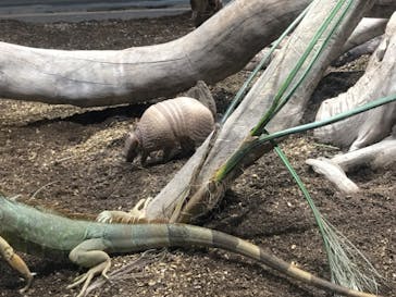 カワスイ 川崎⽔族館に投稿された画像（2023/2/17）