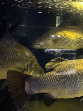 カワスイ 川崎⽔族館に投稿された画像（2023/2/17）