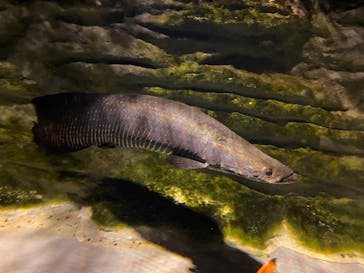 カワスイ 川崎⽔族館に投稿された画像（2023/2/17）