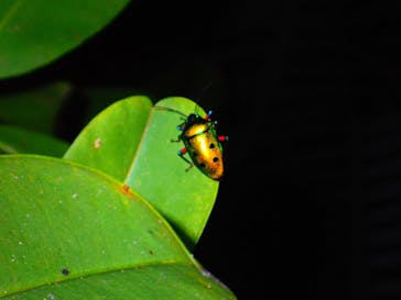 石垣島 ADVENTURE PiPi（イシガキジマアドベンチャーピピ）に投稿された画像（2023/2/17）