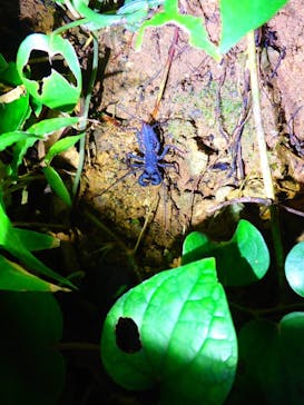 石垣島 ADVENTURE PiPi（イシガキジマアドベンチャーピピ）に投稿された画像（2023/2/17）