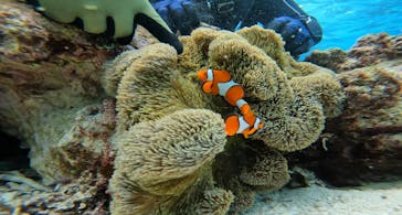 青の洞窟専門店　沖縄ダイビングショップ和に投稿された画像（2023/2/18）