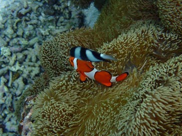 宮古島 ADVENTURE PiPi（ミヤコジマ アドベンチャー ピピ）に投稿された画像（2023/2/18）