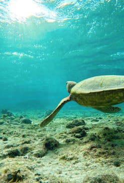 宮古島 ADVENTURE PiPi（ミヤコジマ アドベンチャー ピピ）に投稿された画像（2023/2/18）