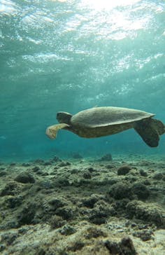 宮古島 ADVENTURE PiPi（ミヤコジマ アドベンチャー ピピ）に投稿された画像（2023/2/18）