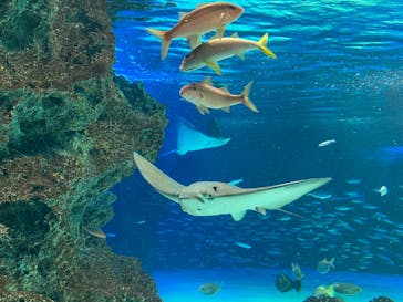 サンシャイン水族館に投稿された画像（2023/2/18）