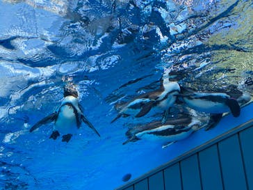 サンシャイン水族館に投稿された画像（2023/2/18）