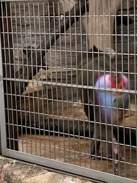 天王寺動物園に投稿された画像（2023/2/18）