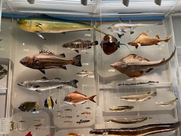 国立科学博物館に投稿された画像（2023/2/18）